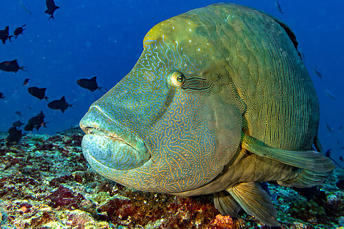 Poisson Napoléon