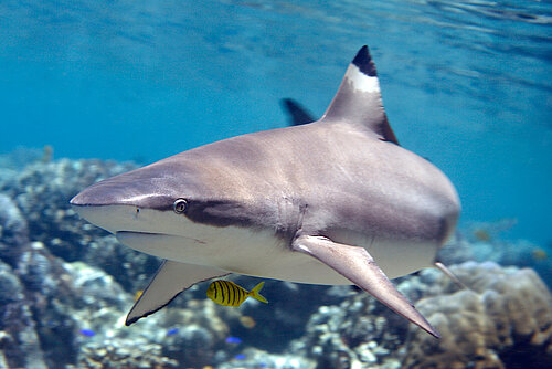 Requin pointes noires