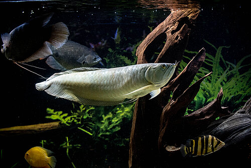 Arowana Argenté