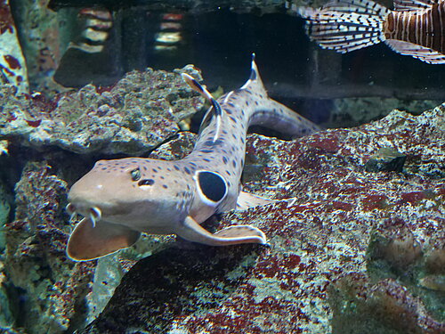 Requin-chabot ocellé