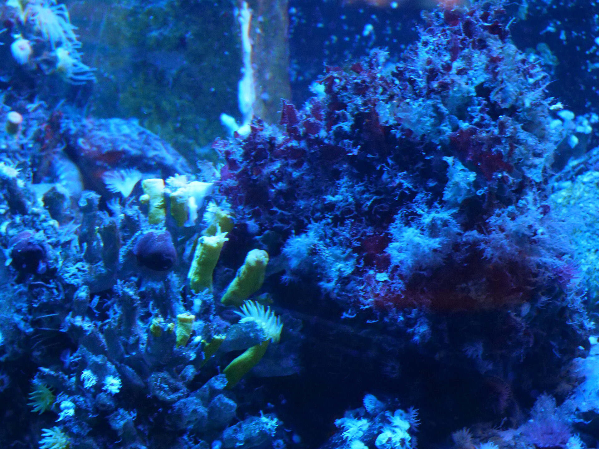 Corail Jaune Solitaire