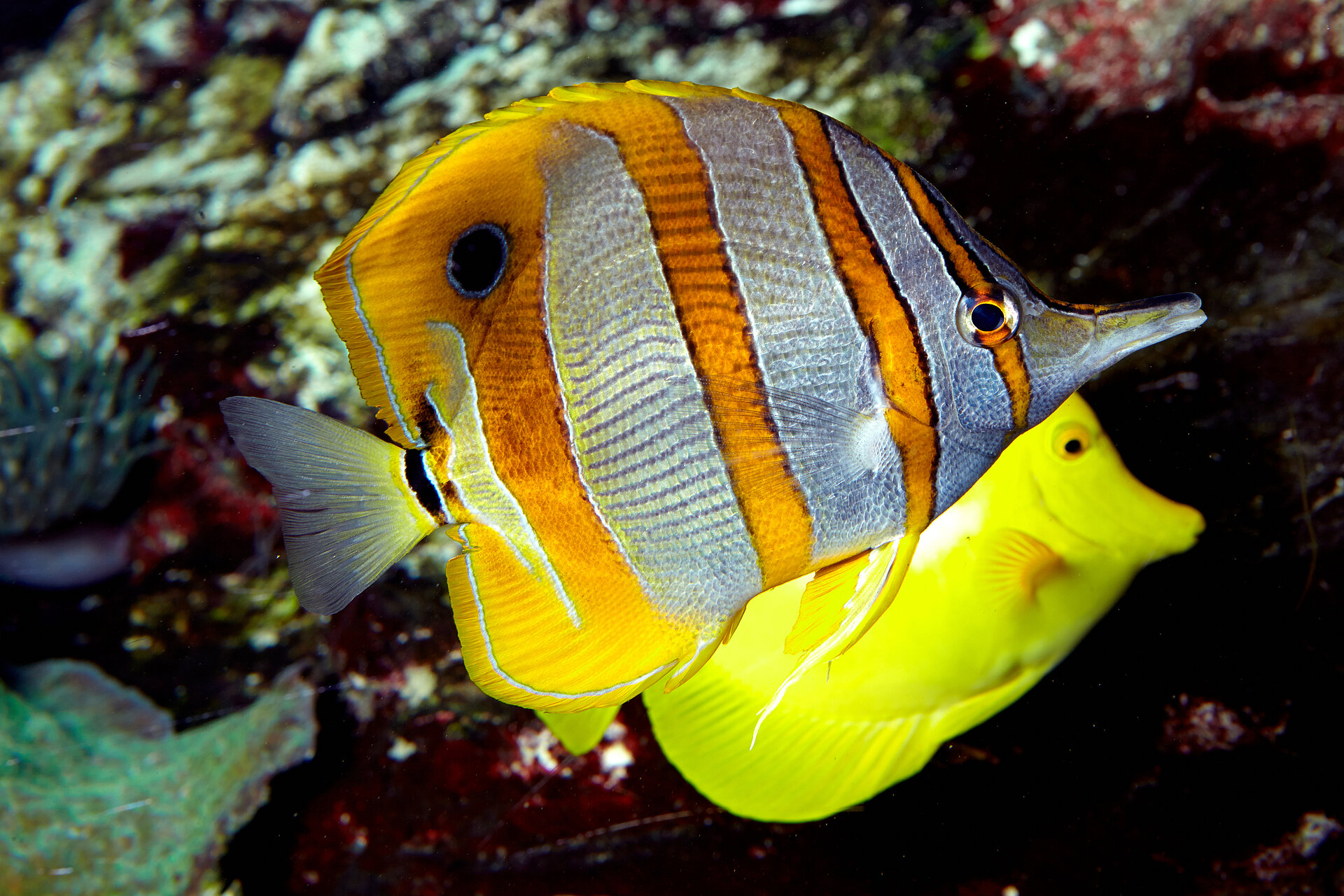 Poisson papillon à bandes cuivrées