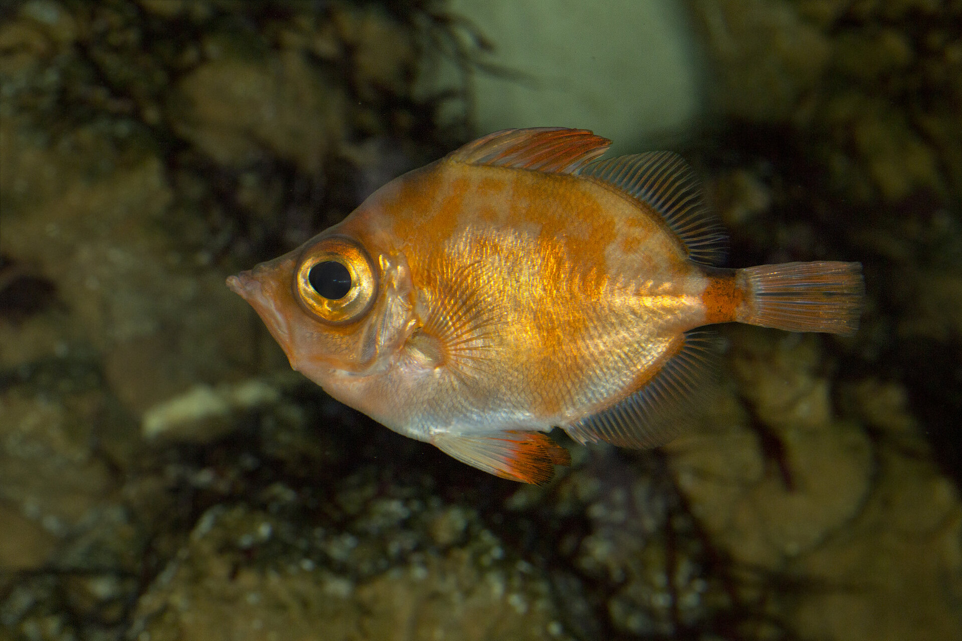 Sanglier de mer