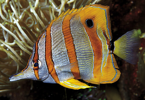 Poisson papillon à bandes cuivrées