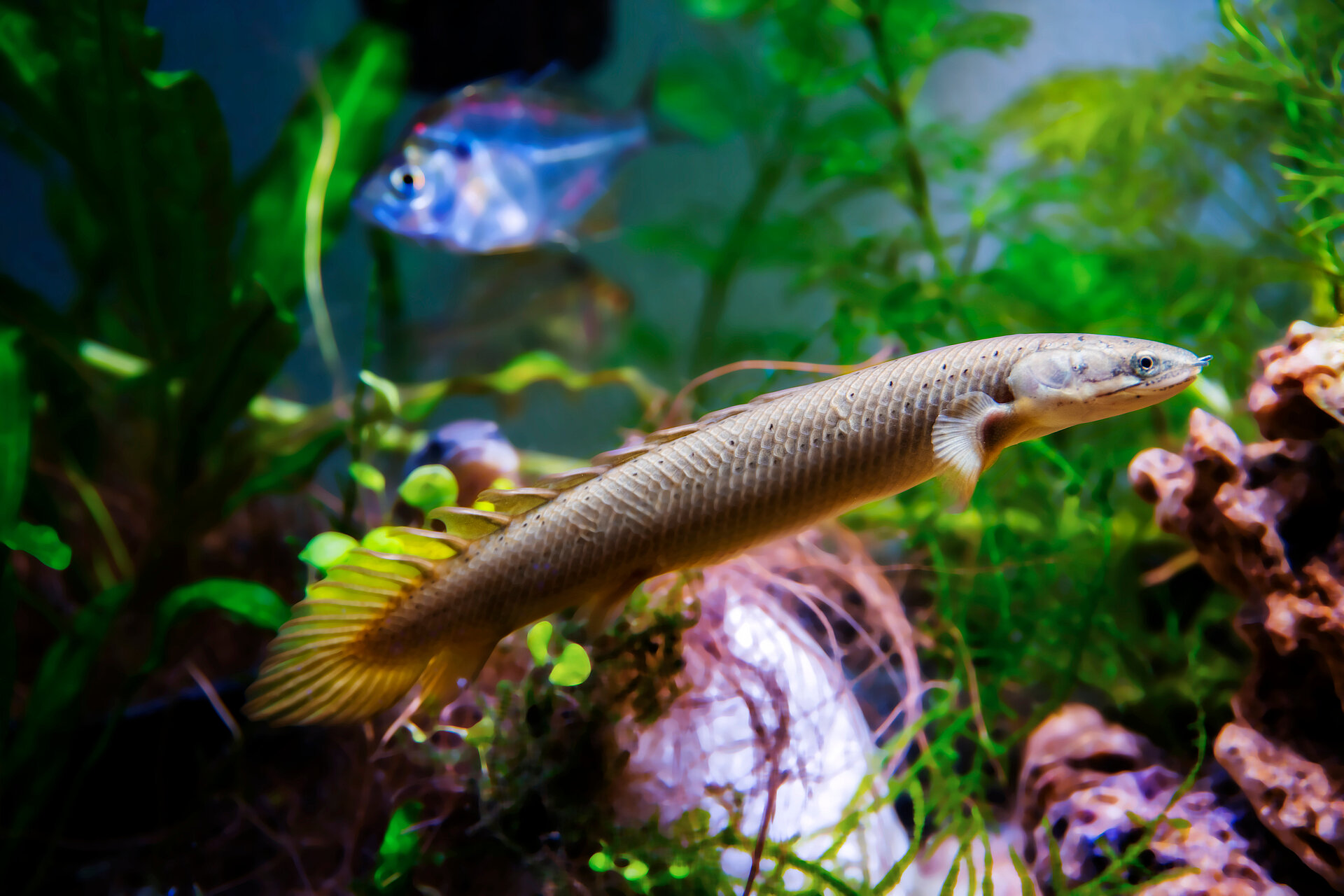 Bichir Gris