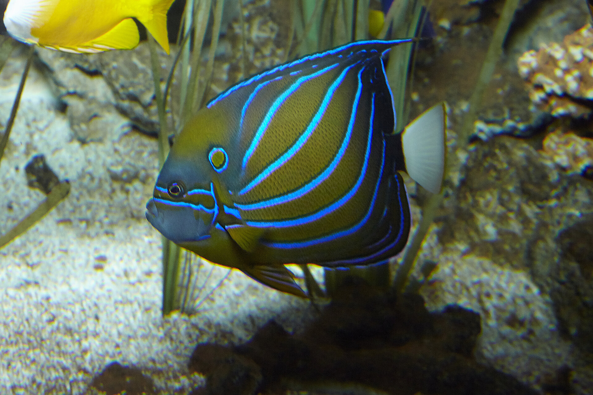 Poisson-ange annelé
