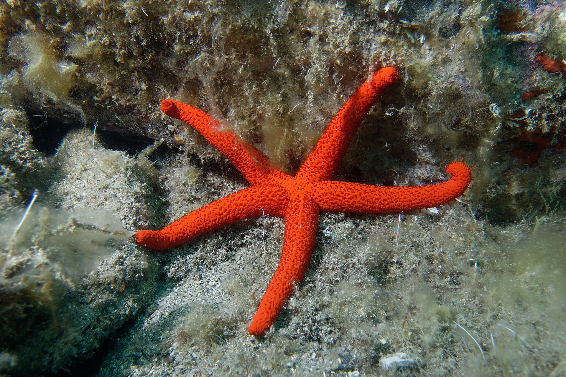 Étoile de mer rouge