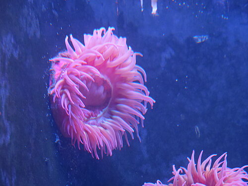 Dahlia de mer