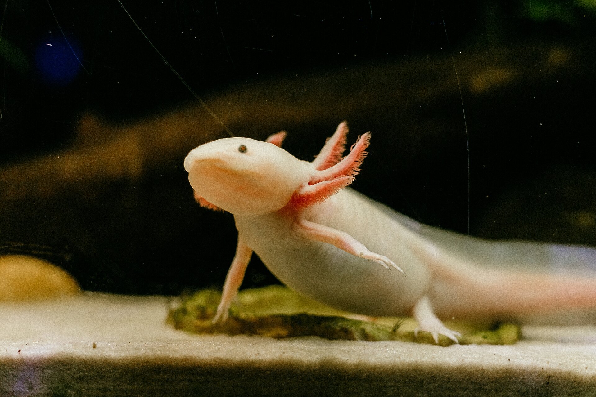 Axolotl