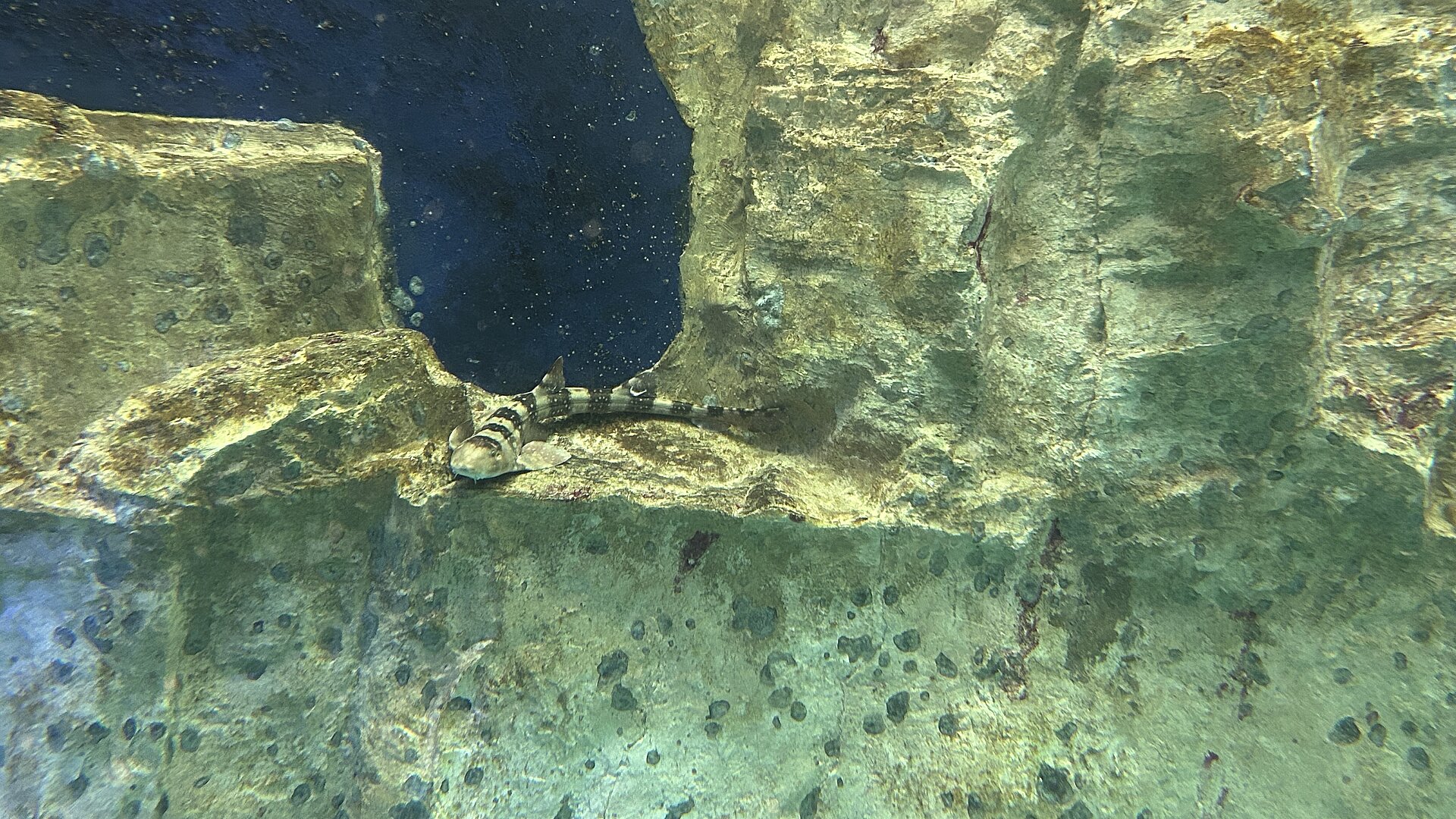 Requin chabot à tâches blanches