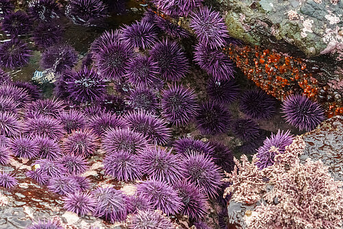 Oursin violet