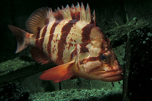 Sébaste tigre