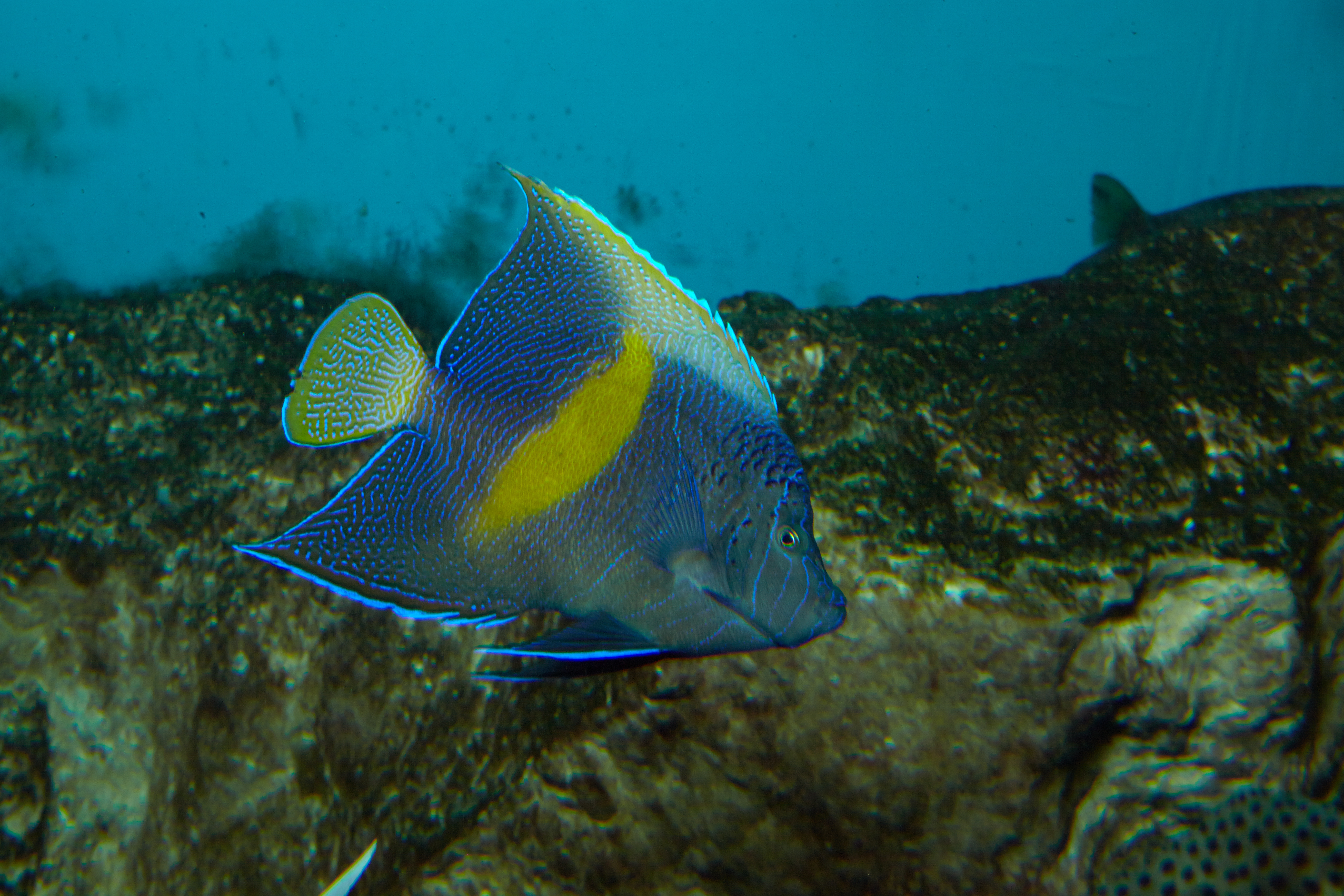 Poisson-ange géographe