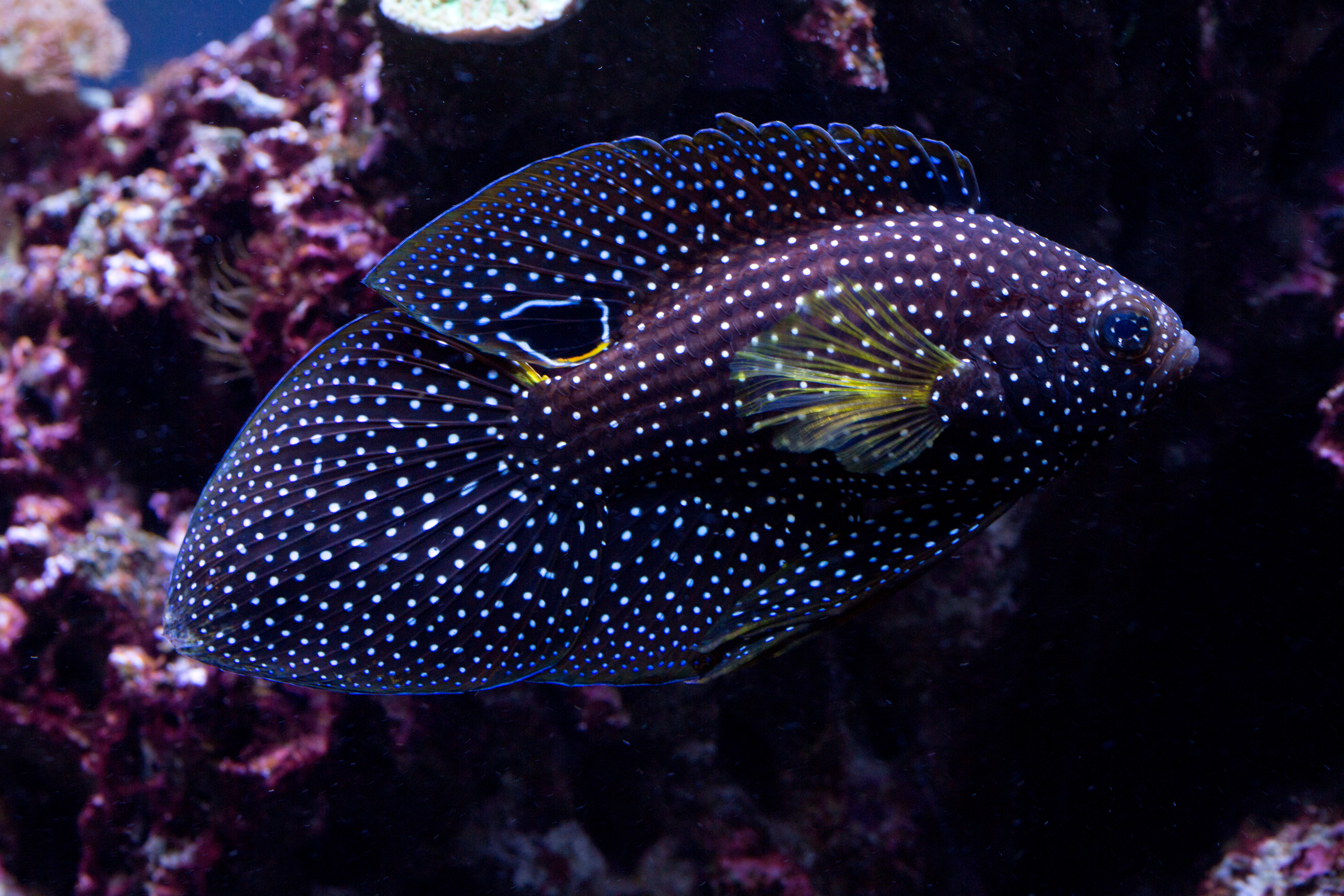 Poisson comète