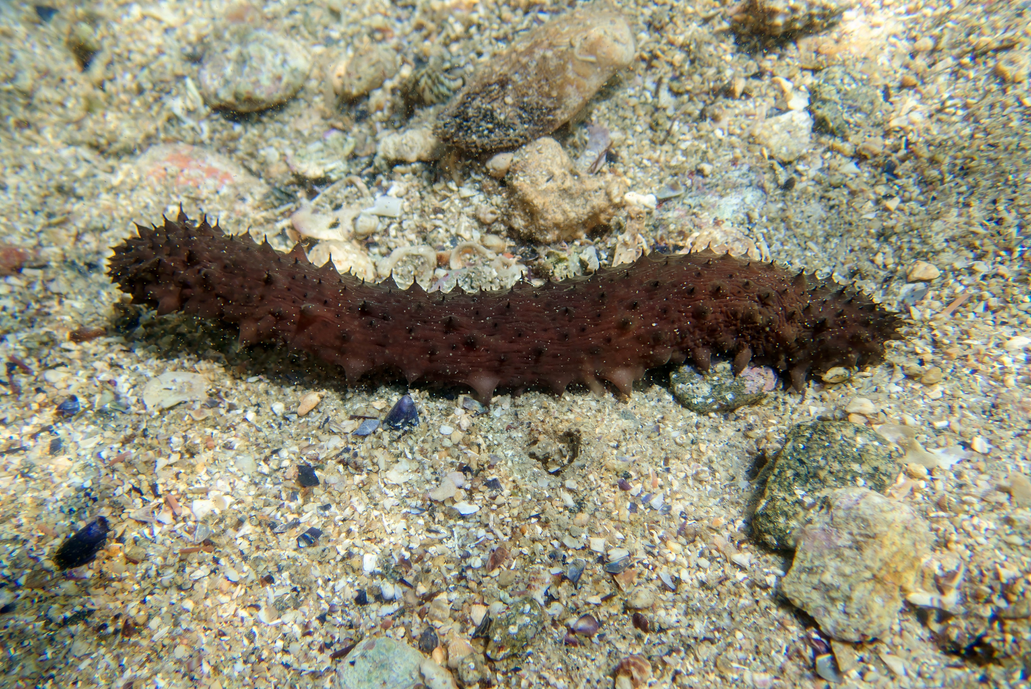 Holothurie têtue