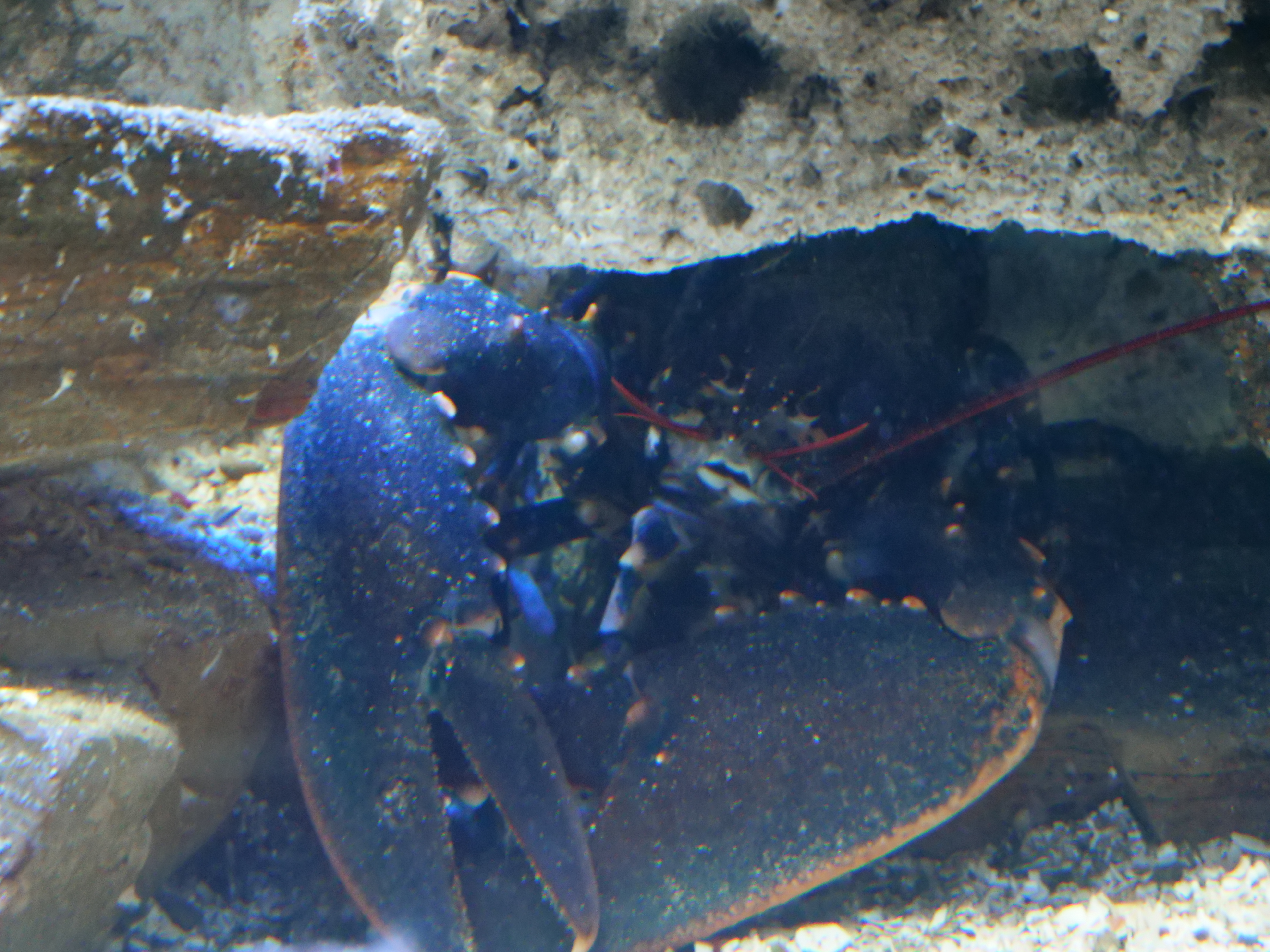 Homard européen