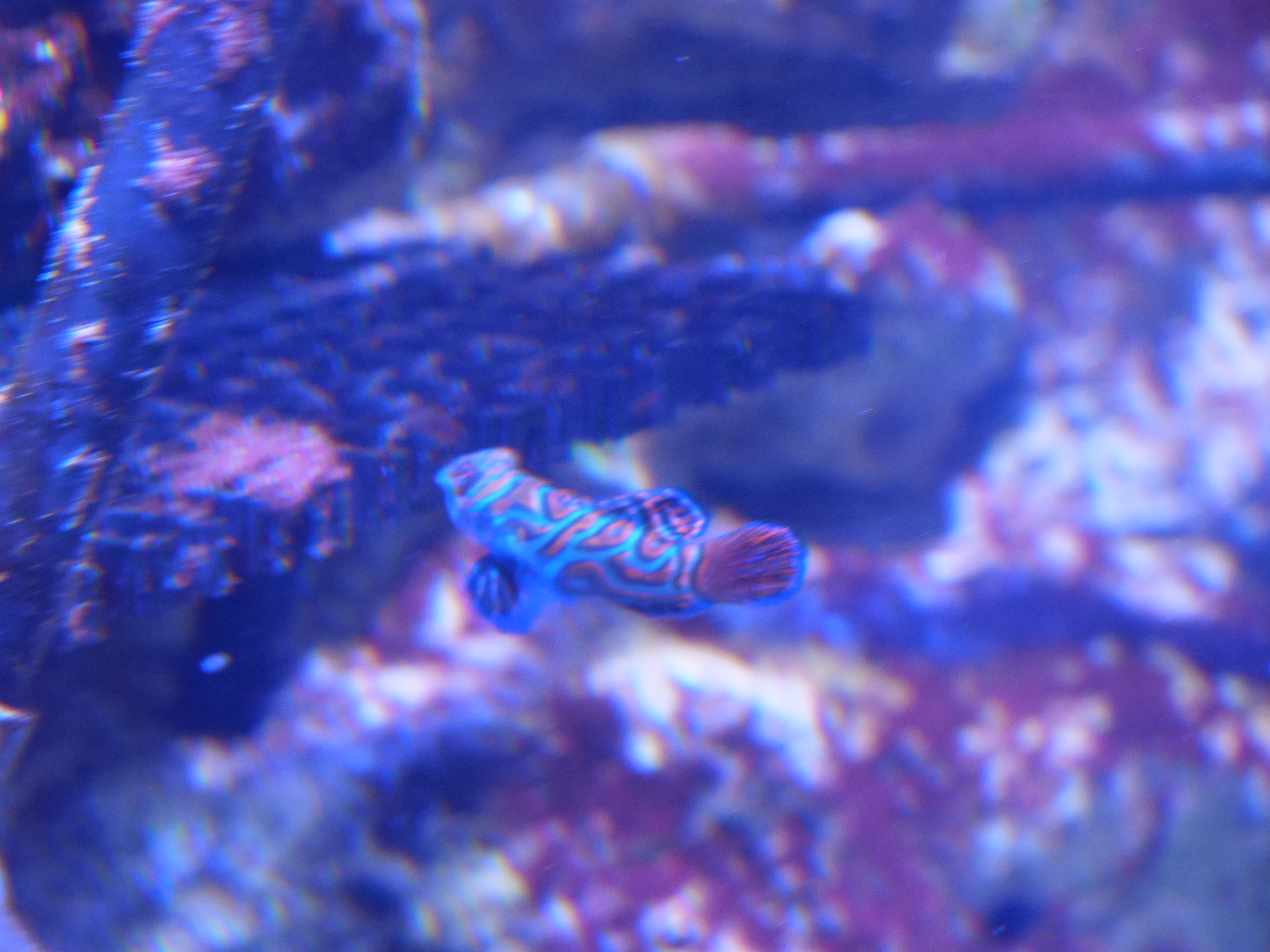 Poisson mandarin