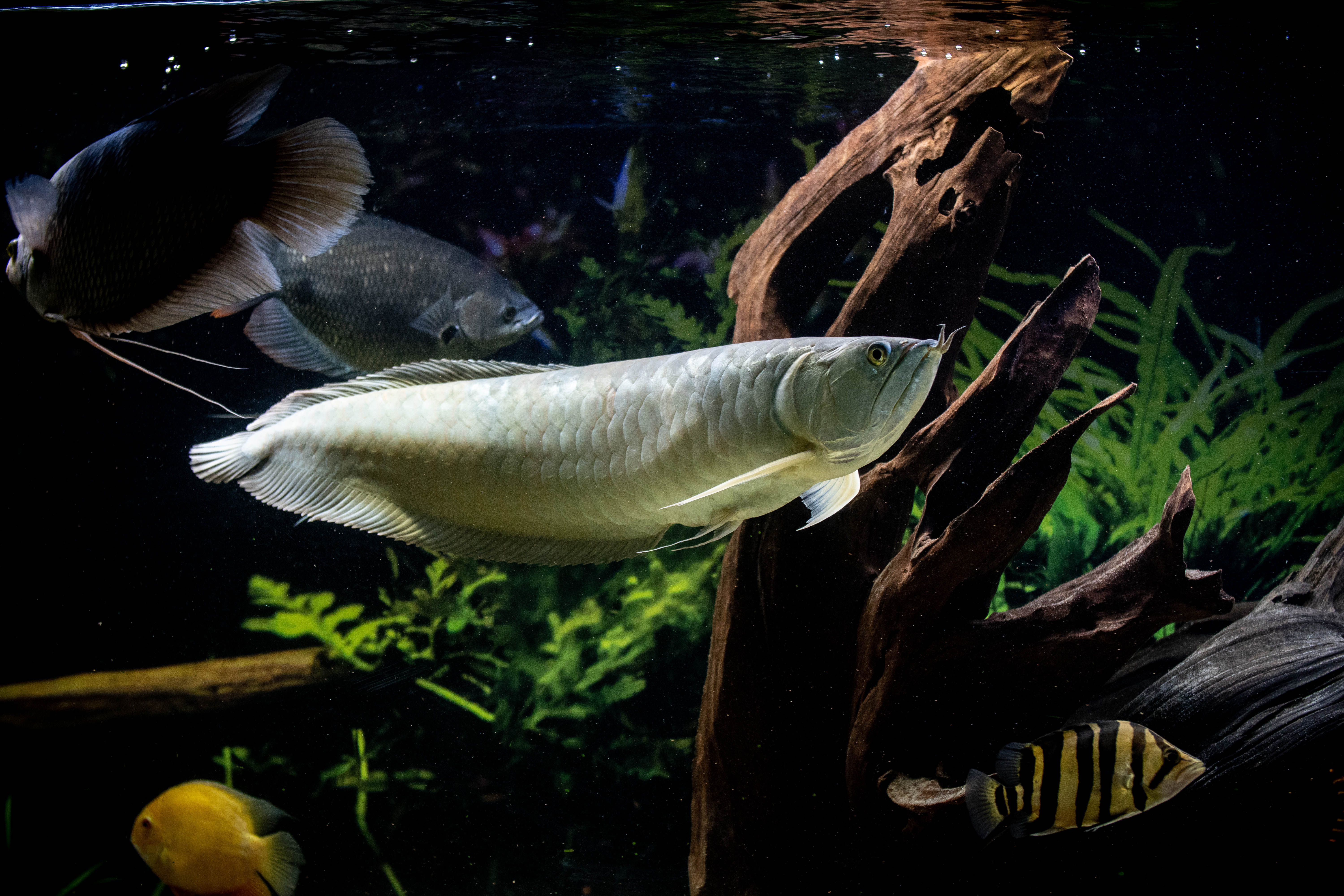 Arowana Argenté