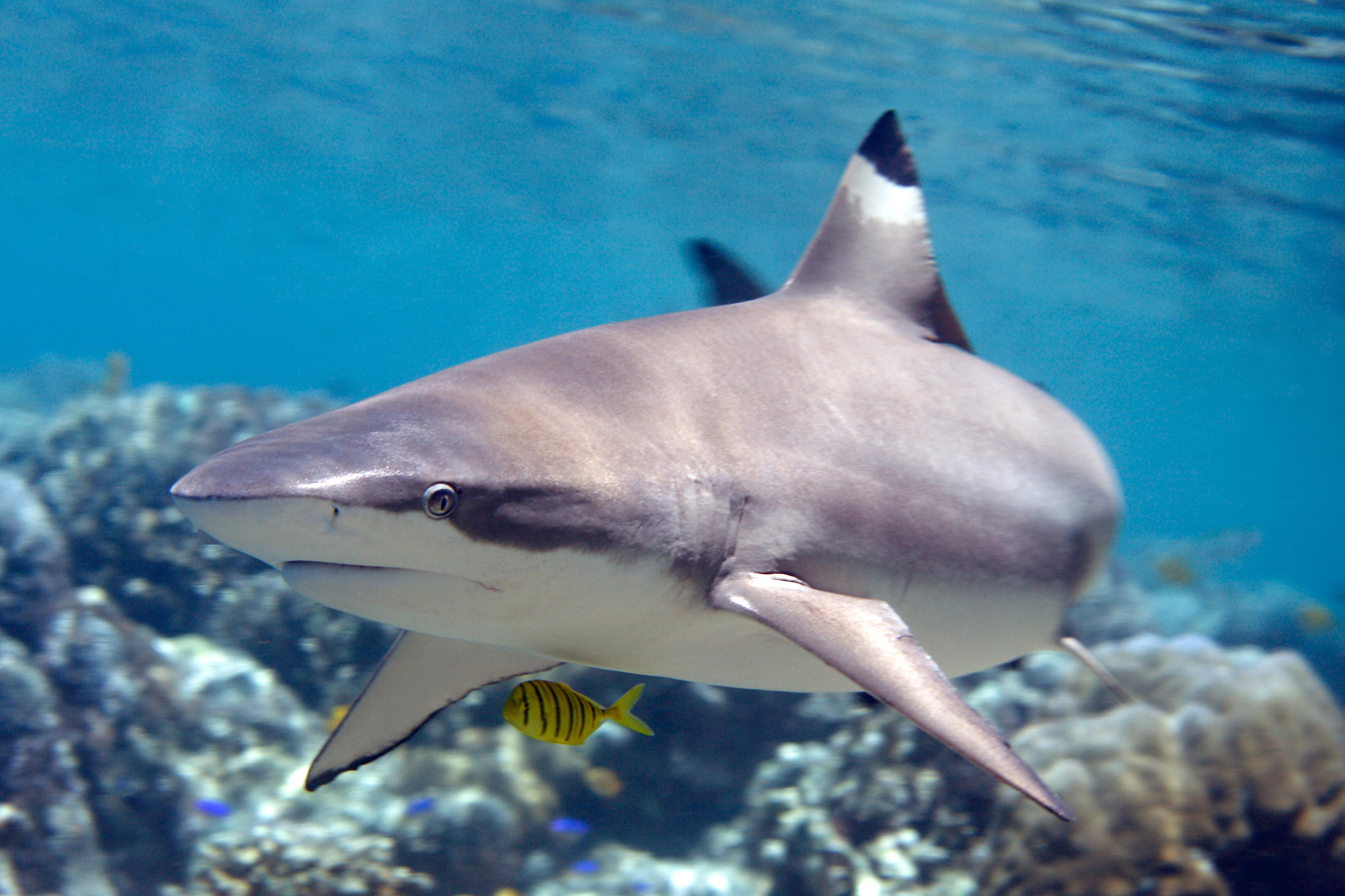 Requin pointes noires