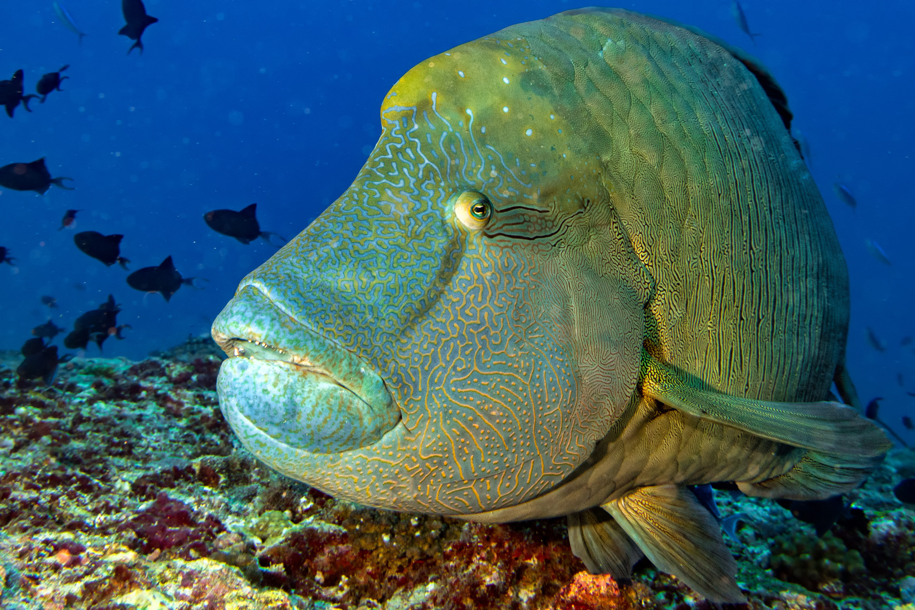 Poisson Napoléon